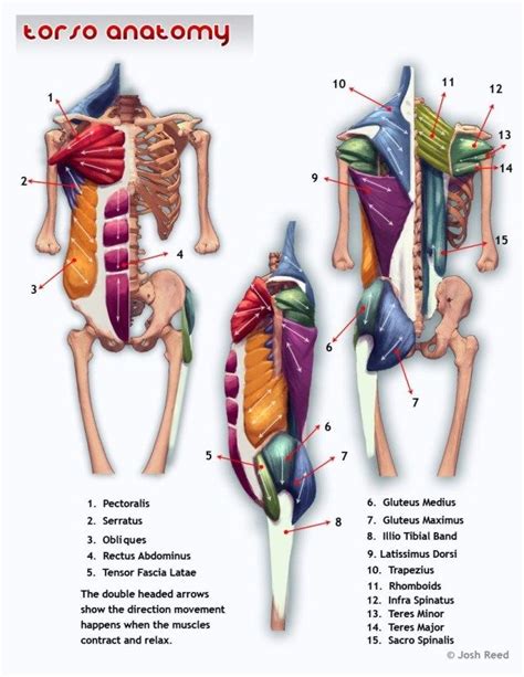 300 x 249 jpeg 30 кб. Human Anatomy Upper Body . Human Anatomy Upper Body Drawsh ...