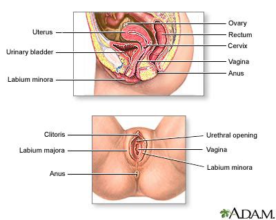 Explore the anatomy systems of the human body! Female Anatomy - Genitals | Sexual Health Australia