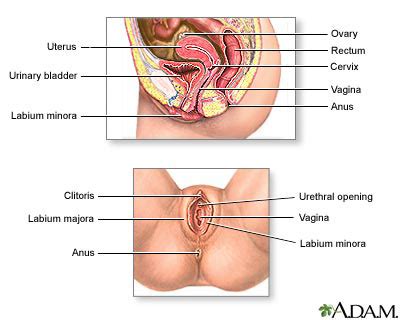 Find the perfect internal organs stock photos and editorial news pictures from getty images. Female Anatomy - Genitals | Sexual Health Australia
