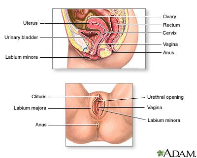 Skeletal muscle which is connected to bone and helps with voluntary movement, smooth muscle which is the female reproductive system consists of the vagina, the uterus and the ovaries, which produce eggs. Female Anatomy - Genitals