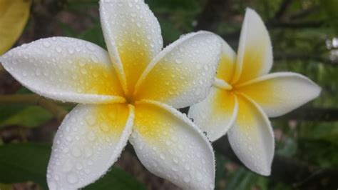 Whether you take plumeria photos with a phone, point & shoot, or slr, these principles will improve their ahhhh factor. Mike Atkinson | Plumeria Care