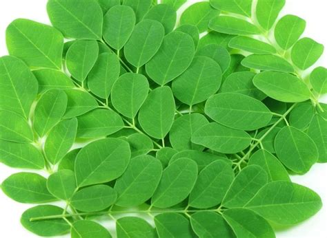 Maybe you would like to learn more about one of these? MORINGA OLÉIFERA - O QUE É, BENEFÍCIOS E ONDE COMPRAR?