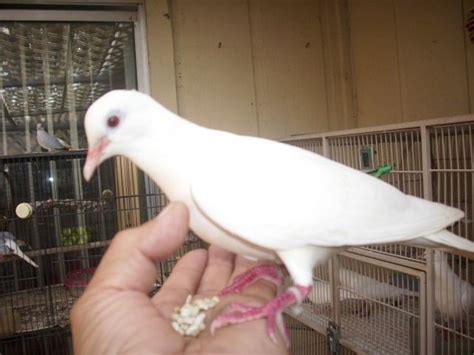 You open up a kennel for another dog or cat. Dove Birds For Sale | San Antonio, TX #278248 | Petzlover