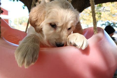 Pups have been raised on premium food. Lindy: Golden Retriever puppy for sale near Indianapolis ...