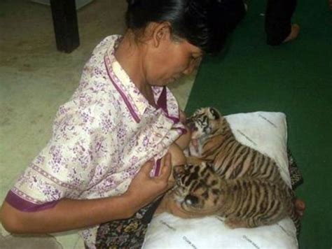The woman posted it on her personal facebook page to explain why she did it. Ladies, we can't let stuff like this happen!! | Breastfeeding animals, Tiger moms, Breastfeeding