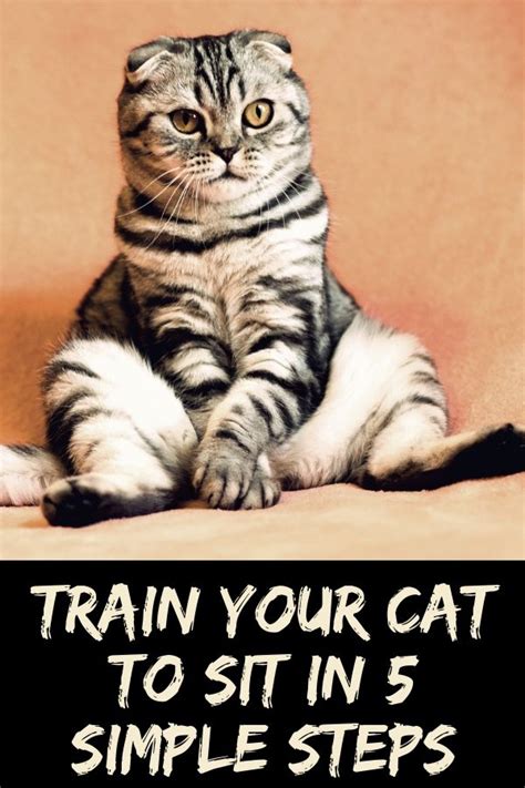 Kneel down and get on your cat's level. How to Teach Your Cat to Sit in 5 Simple Steps | Cute ...
