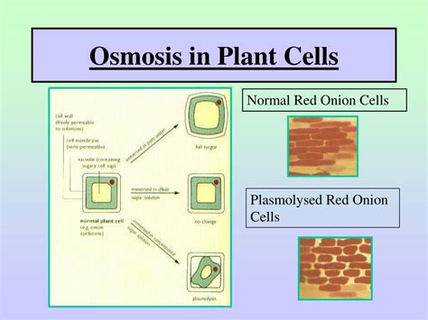 Maybe you would like to learn more about one of these? PPT - OSMOSIS PowerPoint Presentation, free download - ID ...