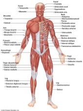 Originates from the clavicular head. 10 muscles