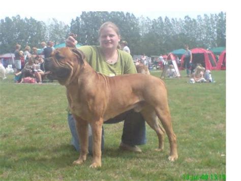 Bornholmerbussen kører via øresundsbroen til ystad, hvor bussen mødes med færgen. Bornholmer udtillingen 13 juli 2008 - Diverse hund ...