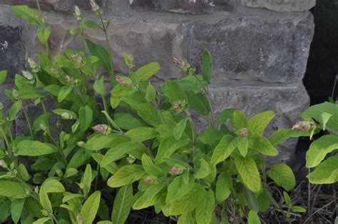 Sage leaves, salvia officinalis, have been a culinary seasoning for centuries and can also be infused as sage tea and tinctured. Soap & Sage Leaves: Cold Process Soap with an Oil Infusion ...