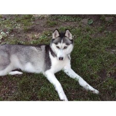 Puppies are 1000.00 for limited registration. St Louis Siberian Huskies, Siberian Husky Breeder in Saint ...