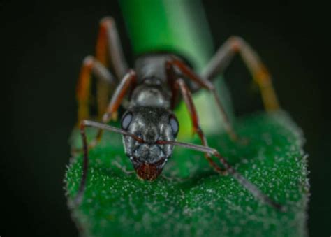 Although some might consider this to be just a myth, the truth is that the way in which a roach's body is anatomically constructed allows it to live without its head for. Ant Lifespan Explained: How Long Do Ants Live?