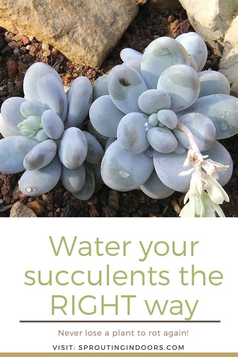 Don't worry, there's a very simple general rule that you can follow: Succulent Watering Guide in 2020 | Succulents, Repotting ...