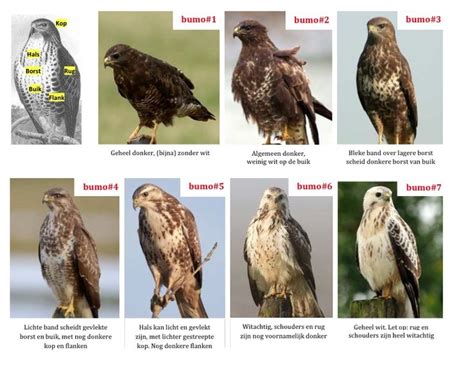 Activiteiten van zuidnederlandse zeilvliegvereniging de buizerd. Buizerd en Kleurvormen | Buizerd, Dieren, Vogels