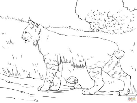 Select from 35478 printable coloring pages of cartoons, animals, nature, bible and many more. Bobcat coloring pages to download and print for free