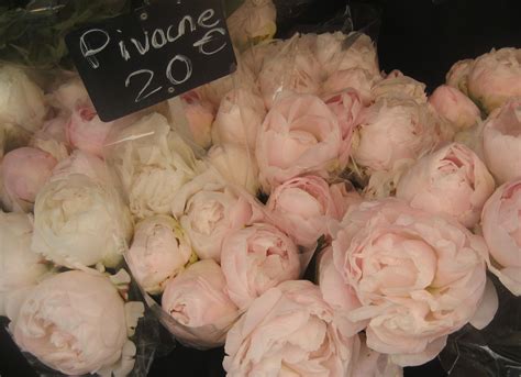 Check spelling or type a new query. Peonies in Paris | Peonies, Spring, Favorite