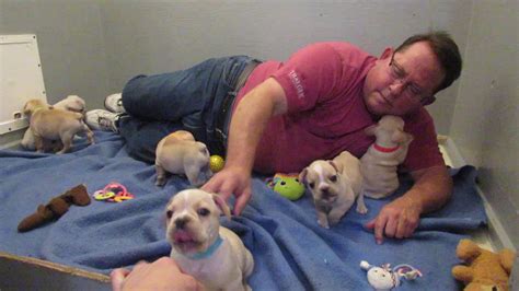 1,922 likes · 10 talking about this. Pearl puppies ~ French Bulldog Puppies ~ Oregon French ...