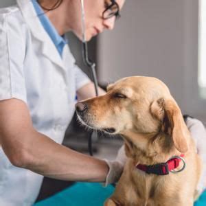 Elle peut également toucher les chiens et les chats. Allergie chez le chien : symptômes et traitement