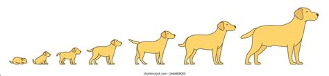 Ciclo De Vida De Un Perro En Imagenes Para Niños - Hábitos ...