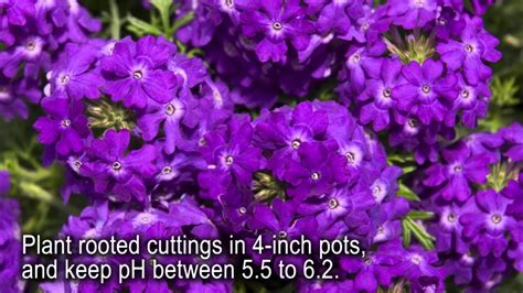 Tapien is the ultimate flowering groundcover and basket plant; Production Tips for Growers: Tapien & Temari Verbenas - YouTube