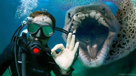 Una realtà faticosa e spaventosa da credere, tuttavia… è difficile da negare del tutto. 18 Mostri Marini Ancora Più Spaventosi Del Megalodonte ...