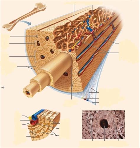 Transcribed image text from this question. Long Bone Diagram Labeled Quizlet / Anatomy Lecture 5 ...