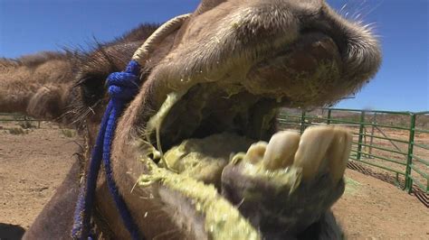 A camel typically has one baby every two years. Camel Attack: How Camels Kill (Baby vs. Nessie) جمل غاضب ...