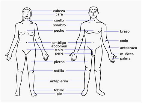 Female reproductive organs are very different to those of males. Female Body Parts Name With Picture Free Of The Download - Human Body Parts Name In Spanish, HD ...