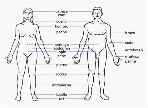 This article contains a list of human body parts names. Female Body Parts Name With Picture Free Of The Download ...