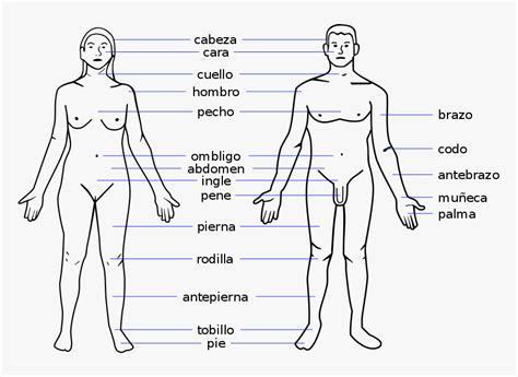 No significant differences between hips, waist and shoulders. Female Body Parts Name With Picture Free Of The Download ...