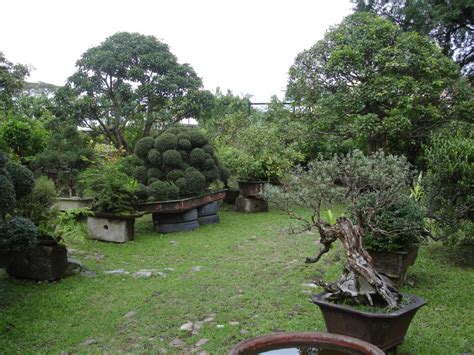 See more ideas about bonsai garden, bonsai, bonsai tree. Bonsai Garden in UP Diliman - Philippinen - Land und Natur ...