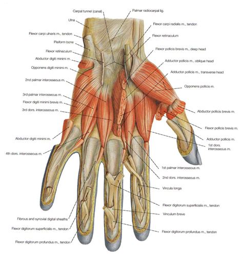 The weakest of all muscle tissues, visceral muscle makes organs contract to move substances skeletal muscles are named based on many different factors, including their location, origin and. Anatomy Hand Muscles | Muscle diagram, Hand anatomy