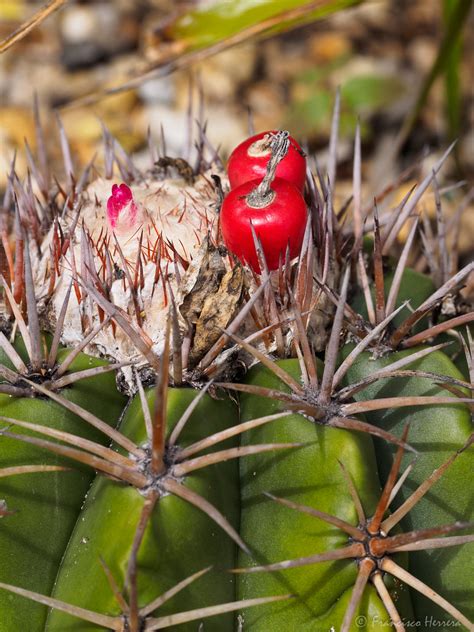 Read on to discover five commonly eaten species of cacti, what parts are eaten, and how they might be prepared. Melocactus (melon cactus) fruit | Melocactus (melon cactus ...