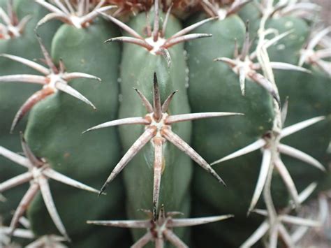 These animals include javelina, pack rats, desert tortoises and even desert remove embedded cactus spines by soaking the affected area. 魔雲 | 臺北典藏植物園