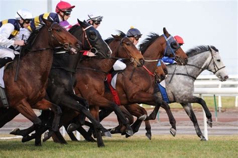 Overview of the durban july handicap. Final field for Durban July