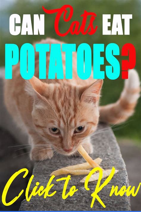 You'll recognize this from the section above as the natural pesticide some plants produce. Can cats have French fries? in 2020 | Cats, Can cats eat ...