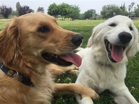 The earliest our golden retriever puppies can go home untrained is at 8 weeks of age, price for our. Remy and his 7 month old white Golden retriever... - Puppies