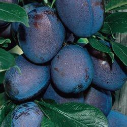 Great for eating fresh or makes beautiful jelly. Stanley Plum Tree (With images) | Plum tree, Fruit trees ...