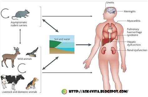 Pada mulanya, bakteria ini dikenal pasti datangnya dari tikus. Rahsia Nutrisi Semulajadi: Penyakit Kencing Tikus - Faktor ...