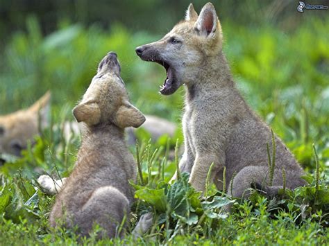 The age of jeune loup is revealed to be 22 years old at the occurrence of the incident. Jeunes loups