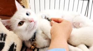 Urgent care center in greensboro, north carolina. Cat Emergency Care Greensboro | After Hours Veterinary ...