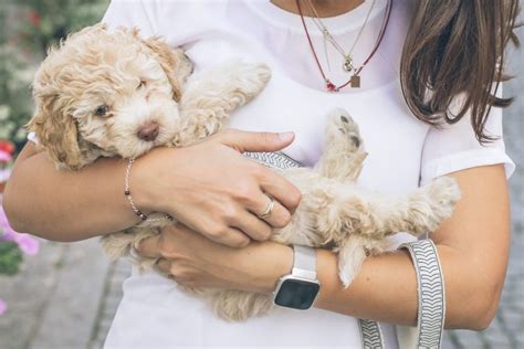 Around 4 to 5 months of age, they should start eating 3 times a day. How Much Food Does A Cockapoo Puppy Need? - The Doodle Guide