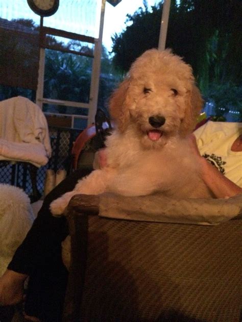 Standard poodle, miniature poodle, and toy poodle. Goldendoodle puppy image by AFFORDABLE MOBILE MECHANICS on ...