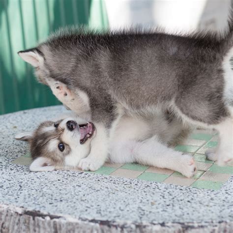 If you are looking for a husky puppy in orlando, tampa, jacksonville, miami, or anywhere else in florida, ocala is pretty centrally located. Siberian Husky Puppies For Sale In Florida From Top Breeders