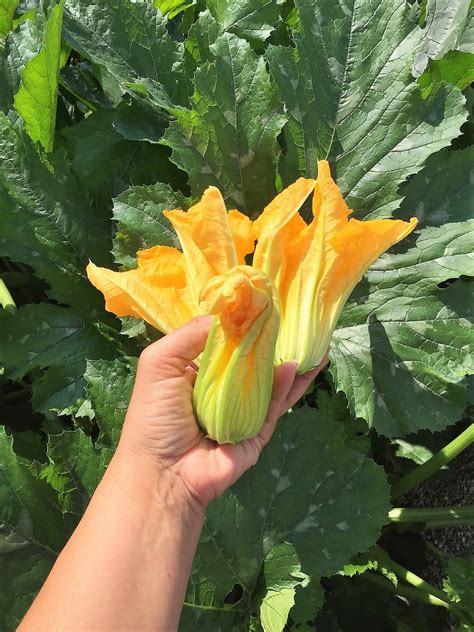 For more information, check out our guide to planting and growing summer squash. A Healthier Way to Stuff Your Zucchini Flowers | Recipe ...