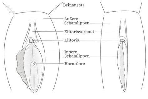 Entwicklung der äußeren geschlechtsorgane in der embryonalphase. Schamlippenverkleinerung | Schamlippenkorrektur