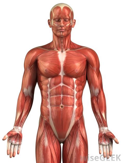 Muscle strain from injury or overuse is the most common cause of lower back pain. What Is Muscle Strain? (with pictures)