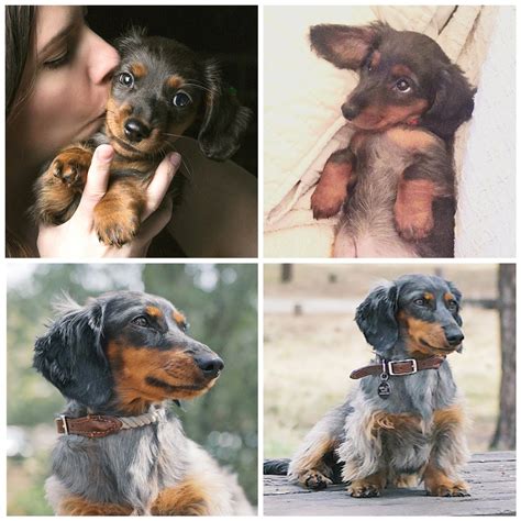 I grew up in indiana and ohio with a little red dachshund by my side. Three D's Miniature Dachshunds Breeder Puppies in Palmdale ...