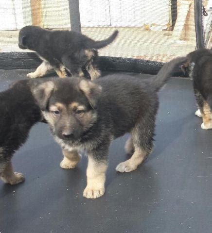 I will have a puppy pick day at 5 weeks to choose your puppy. Pure bred German Shepherd puppies for sale - 6 weeks old for Sale in Mesa, Arizona Classified ...