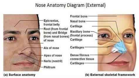 Each image highlights and labels the sinuses in coronal and sagittal view. Pin by Dr Bikramaditya on Nasal anatomy | Anatomy